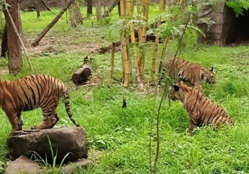 Wildlife Tour_0007_rajiv-gandhi-zoological-park-pune-tourism-entry-ticket-price